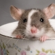 Žiurkių vardai: kaip pasirinkti ir mokyti?