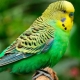 Mga pangalan para sa mga batang babae na may kulot na parrots