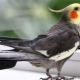 Nomes interessantes e bonitos para papagaio Corella