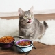 ما الذي يجعل طعام القطط والتكوين الأفضل؟