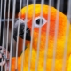 Készíts egy ketrecet egy papagájhoz saját kezeddel
