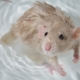 ¿Cómo bañar a una rata en casa?