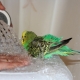 Hogyan kell fürdeni egy papagájot?