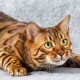 What do you call a Bengal cat?