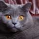 Hoe noem je het Britse kattenmeisje grijs?