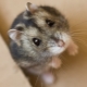 Qual é o nome do hamster Dzhungar?