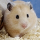 How to determine the sex of the hamster?