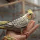 How to tame Corella hands?