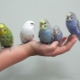Como domar um papagaio ondulado para as mãos?