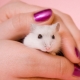 Hvordan lære hamster at hånden?