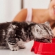Hvordan lære en kattunge å tørke mat?