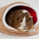 How to make a house for a guinea pig with your own hands?