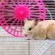 How to make a cage for a hamster with your own hands?