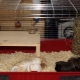 How to make a cage for a guinea pig with your own hands?