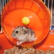Como fazer uma roda para um hamster com as próprias mãos?