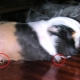 How to cut claws guinea pig?