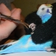 Como cortar as garras do papagaio ondulado?