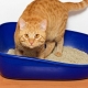 How to choose a clumpy cat litter?