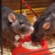 Hogyan válasszuk ki az ételeket díszes patkányoknak?