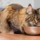 Bagaimana untuk memilih makanan untuk Maine Coon?