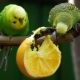 Que tipo de fruta pode dar papagaios ondulados?