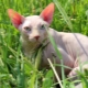 Canadian Sphynx: description, features of care and feeding