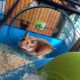 Lồng cho hamster: các loại, sự lựa chọn và sắp xếp