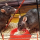 Jaulas para ratas: características, selección, equipamiento, cuidado.