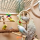 Dalgalı papağanlar için kafesler: seçim, düzenleme, montaj ve bakım