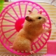Roda do hamster: variedade, escolha e treinamento
