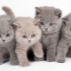 Jídlo pro britská koťata: typy a volby