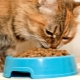 Feed for premium kittens: sammensætning, producenter, tips om valg