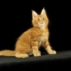 Short-haired and smooth-haired Maine Coons: description and features of care