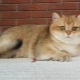 Golden Chinchilla macska: a fogva tartás jellemzői, választásai és feltételei
