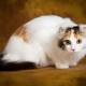 Macskák tenyésztik az amerikai Curl-t: jellemzők, táplálkozási és karbantartási szabályok