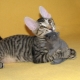 Sphynx macskák gyapjúval: ők mit hívnak és miért történik ez?