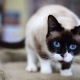 القطط سنو شو: الوصف ، الاختلافات اللون والمحتوى