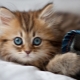 Het kitten eet toiletvuller: hoe schadelijk is het en wat te doen in een dergelijke situatie?