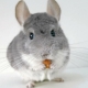 Beautiful and unusual names for chinchillas