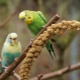Gyönyörű és eredeti nevek fiúk hullámos papagájok