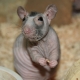 Ratti calvi: caratteristiche della razza e suggerimenti per la cura