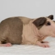 Bald Guinea Pigs: features, breeds and content