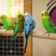 Kis papagájok: fajok, hány élő és hogyan kell gondoskodni?