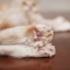 Maine Coons Polydacty: คุณสมบัติและกฎของเนื้อหา