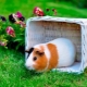 Guinea pigs: feeding and care at home