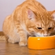 Lehet-e egyszerre száraz és nedves ételekkel macskát táplálni?