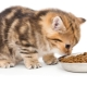 هل من الممكن إطعام قط صغير بالطعام الجاف فقط أو بالطعام الرطب فقط؟