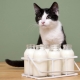 Adakah mungkin kucing susu dan apakah batasan?