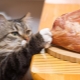 Is it possible to feed a cat with raw meat and what are the limitations?