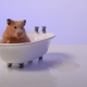 Is it possible to bathe hamsters and how to do it right?
